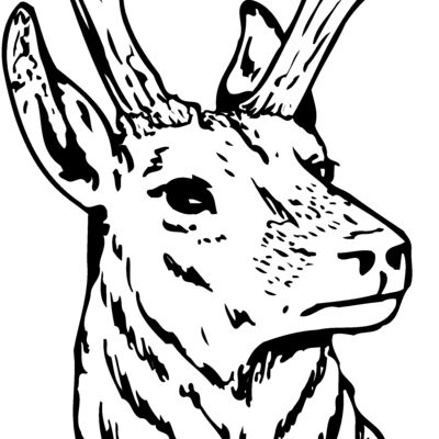 DEER023 Thumbnail
